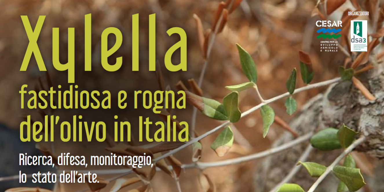 foto convegno xylella