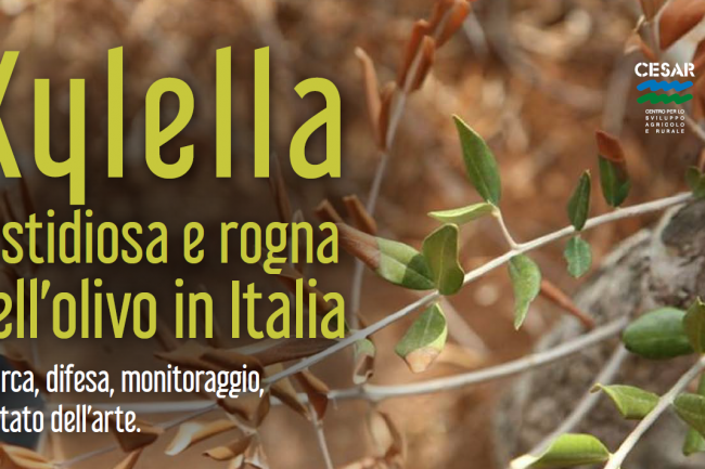 foto convegno xylella