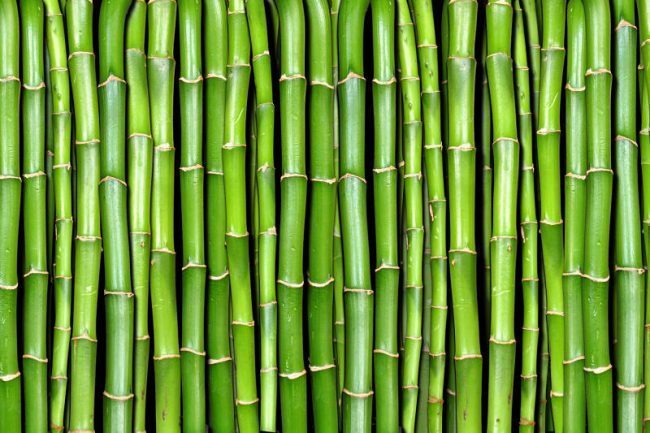 Bamboo-1