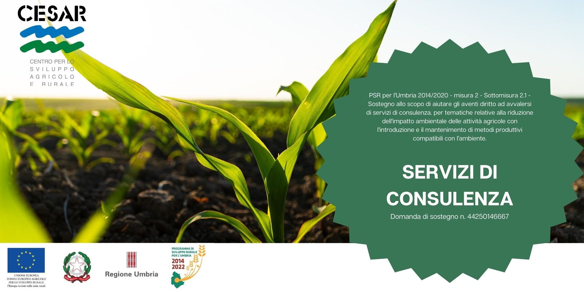 banner per sito cesar