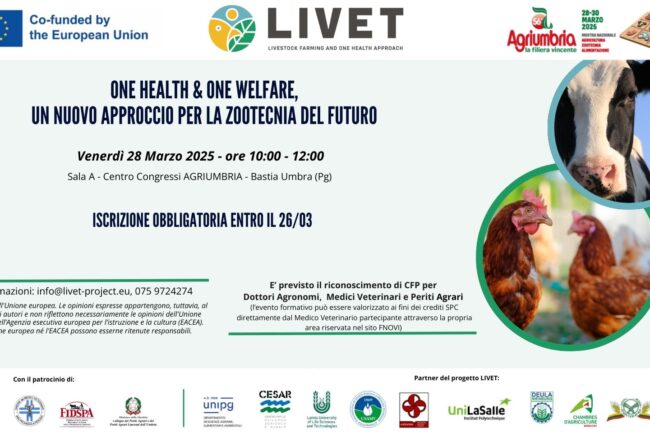 banner per sito cesar